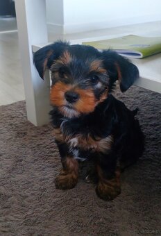 Szczeniak Yorkshire terrier 8 tygodniowy chłopiec - 2