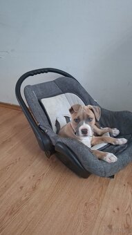 Oddam sunie pitbull ma 8 tyg - 2
