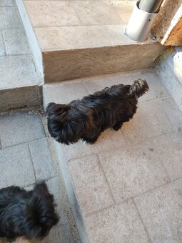 Suczka Shih-tzu - 2