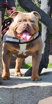 American Bully - 2