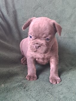 Buldog francuski - 2