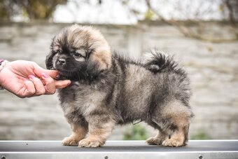 Spaniel tybetański - szczeniak z rodowodem FCI - 2