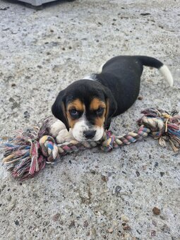 Beagle Tricolor - 2