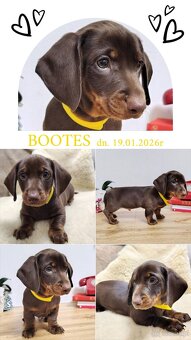 SAMIEC Jamnik krótkowłosy Czekoladowy Bootes Kraków - 2