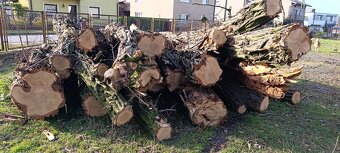 Drewno opałowe – akacja, grube pnie 4–6 m, ok. 10 m³ - 2