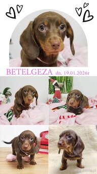 SUCZKA Jamnik krótkowłosy Czekoladowa Betelgeza Kraków - 2