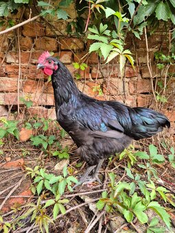 Australorp Kogut Czarny 12 tyg - 2