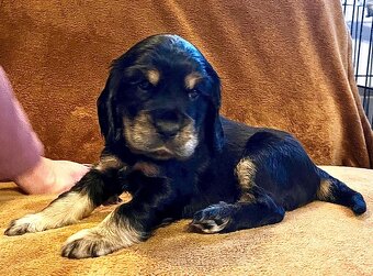 Szczenięta Cocker Spaniel Angielski - 2