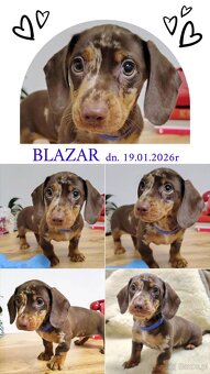 SAMIEC Jamnik krótkowłosy CHOCO merle Blazar Kraków - 2