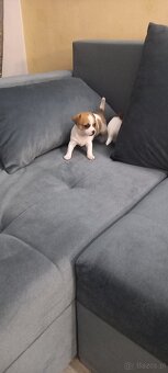 Szczeniaki Chihuahua - 2