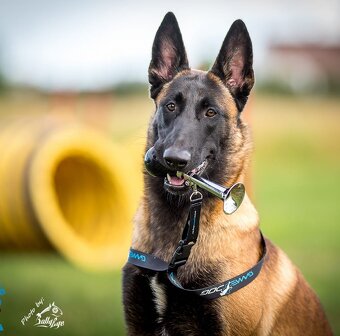 Owczarek Belgijski Malinois FCI/ZKWP - 2