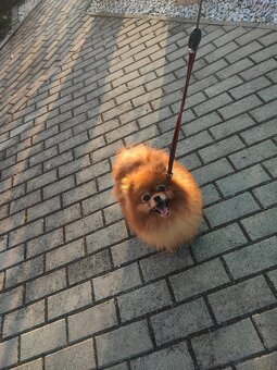 Pomeranian dorosłla suczka - 2