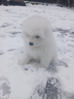 Sprzedam szczeniaka Samojed - 2