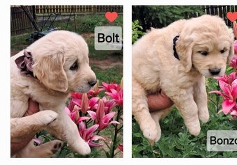 Golden retriever ZKwP FCI wlasna dogoterapia 24/h - 2