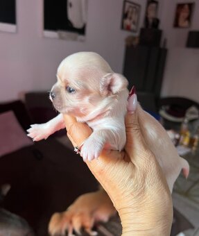 Sprzedam chihuahuę - 2