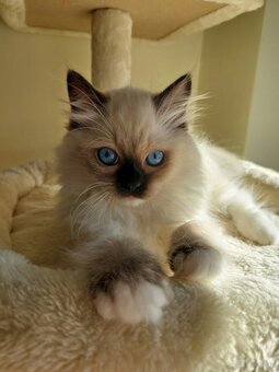Rodokmenová koťata Ragdoll po Šampionovi - 2