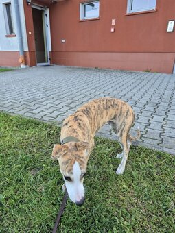 chart whippet - 4 miesięczny - 2