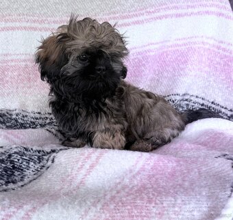 Szczeniak rasy Shih Tzu - 2