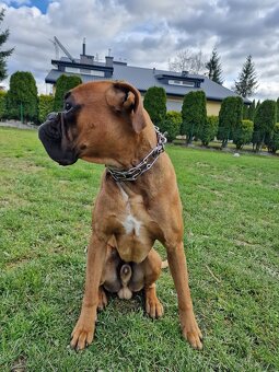 Rasowy bokser z rodowodem roczny - 2