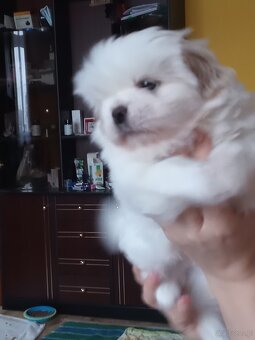 Szczeniaki pekinczyka - 2