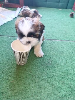 Śliczna suczka Shih Tzu - 2