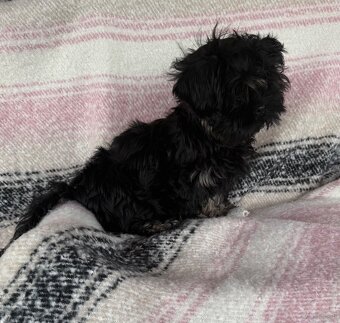 Szczeniak Shih Tzu - 2