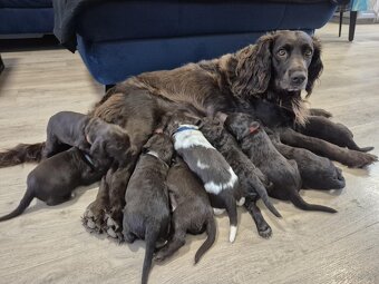 PŁochacz Niemiecki WACHTELHUND - 2