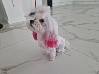 Odchowana mini sunia maltanczyk Xxs Mia - 2