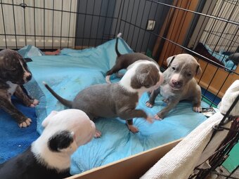 Rezerwacja szczeniąt Amstaff - 2