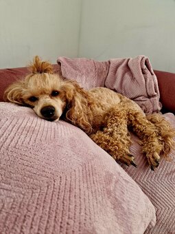 Rasowy pudel RED FCI reproduktor - 2