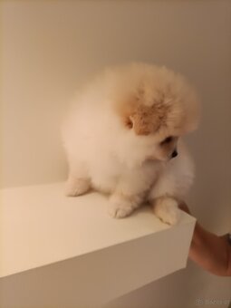 SZPIC MINIATUROWY POMERANIAN - SUCZKI - 2