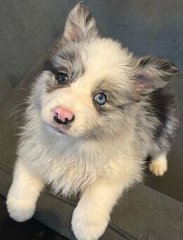 Border collie ZKwP - 2