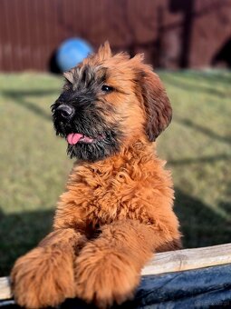 Briard - 2