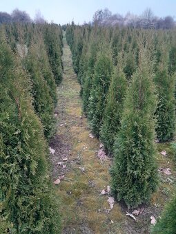 Tuje braband, szmaragd, kornik, aureospicata - 2