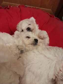 Bichon frise maluszki (dziewczynka) - 2