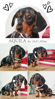 SUCZKA Jamnik krótkowłosy Merle podpalana Aquila Kraków - 2