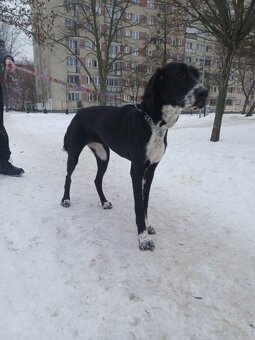 Szukamy domu tymczasowego - 2