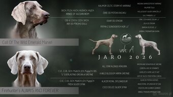 Wyżeł weimarski krótkowłosy - 2