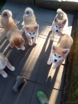 Akita Inu szczeniaki - 2