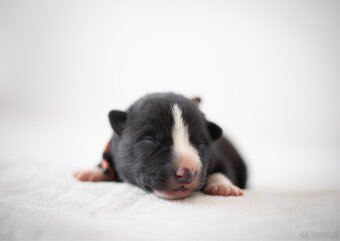 Szczenięta Karelski pies na niedźwiedzie z rodowodem FCI - 2