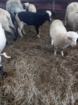 Baranki do Twojego ogródka - 2