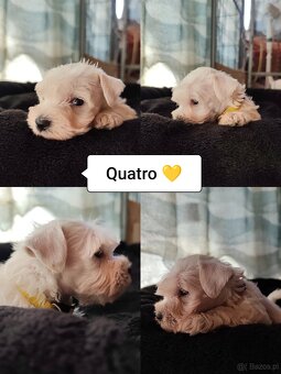 Schnauzer miniatúrne white - 2