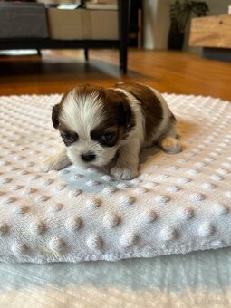 Shih tzu - 2