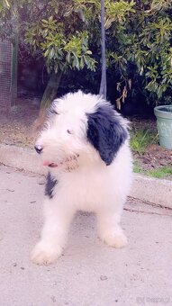 Owczarek Staroangielski Bobtail - 2