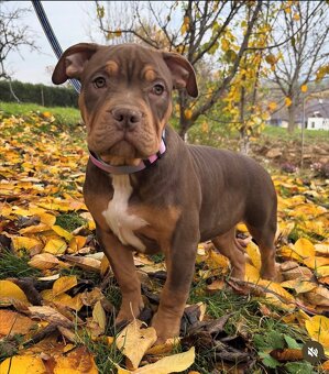 American Bully XL - 2