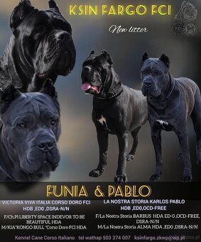 Cane Corso Ksin Fargo Fci - 2