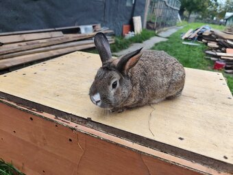 Samiczka i samce 4 sztuki w cenie - 2