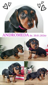 SUCZKA Jamnik krótkowłosy Czarna podpalana Andromeda Kraków - 2