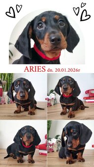 SAMIEC Jamnik krótkowłosy Czarny podpalany Aries Kraków - 2