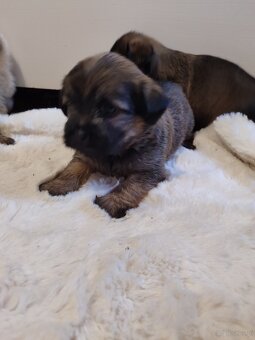 Śliczne suczki i pieski - 2